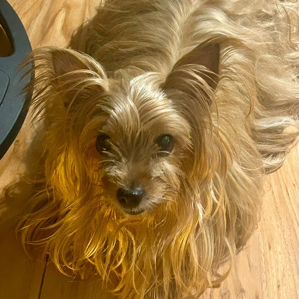 Veterinarian Fees are paid with your purchase for my Yorkies vet bills ♥️🔥🥰 - Picture 10 of 16